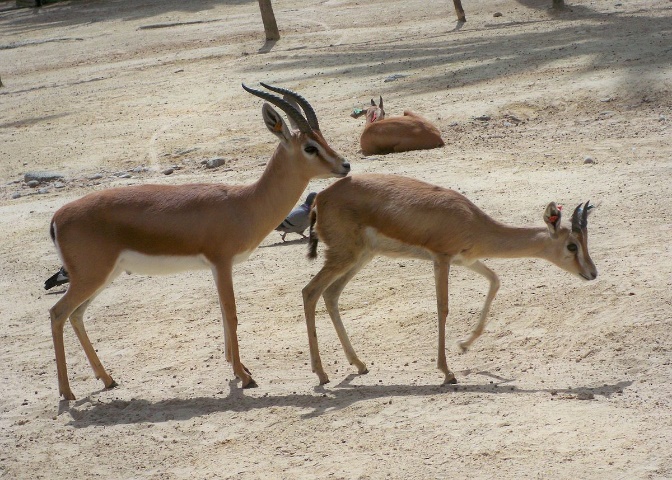 Dorcas gazelles