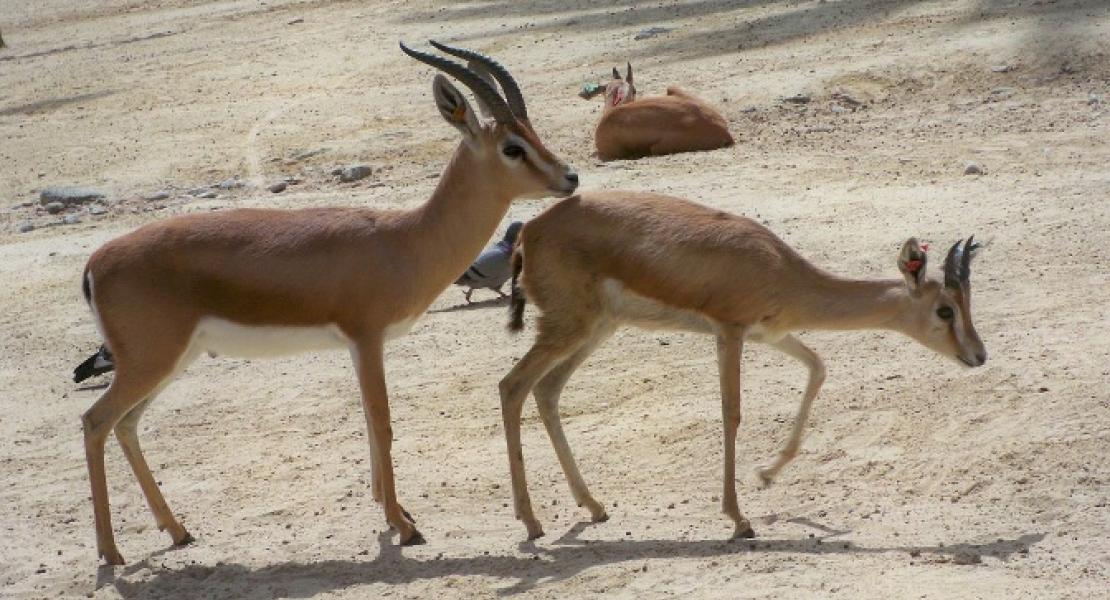 Dorcas gazelles